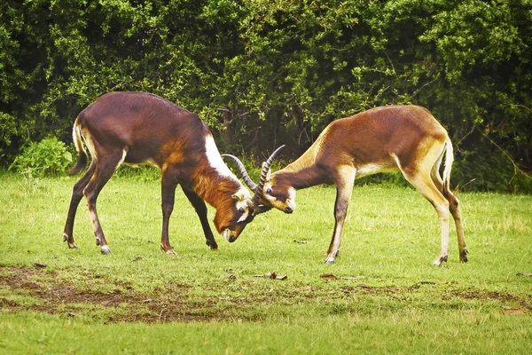 Antílopes de lechwe del Nilo — Foto de Stock