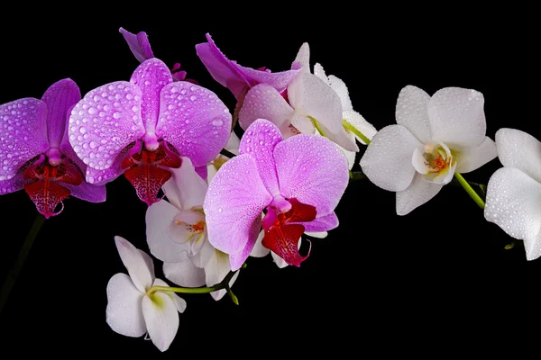Primer plano húmedo de las orquídeas —  Fotos de Stock