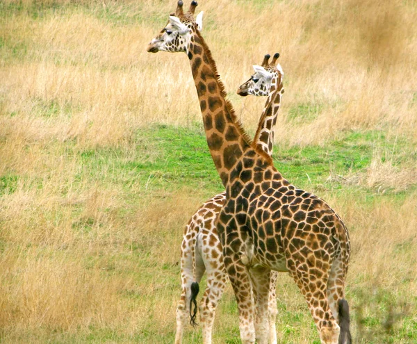 Giraffes Stock Image