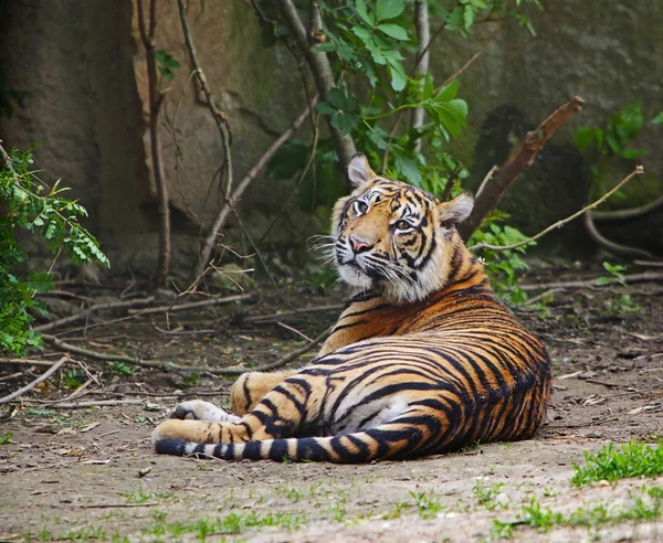 Sumatran tiger cub Stock Photo