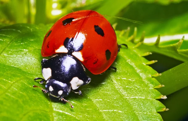 Ladybug Royalty Free Stock Photos