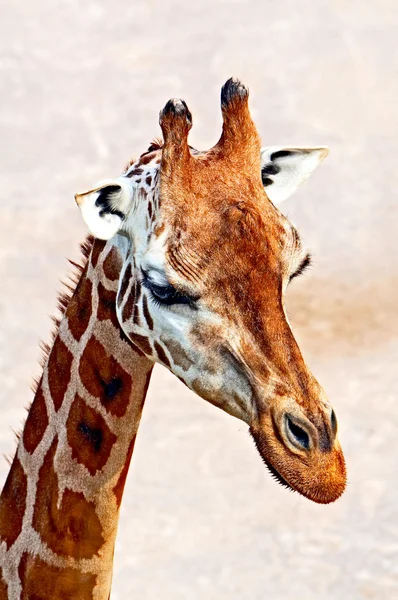Rothschild giraffe — Stock Photo, Image