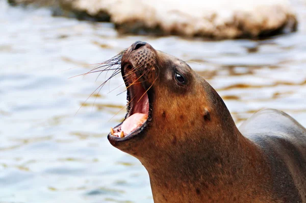 Seal — Stock Photo, Image