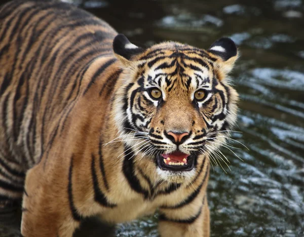 Sumatran tiger cub Stock Picture