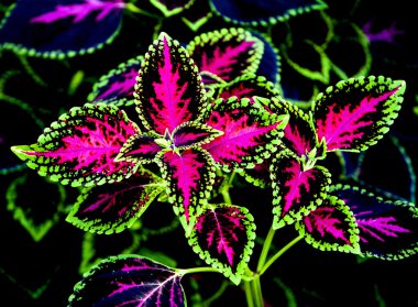 Coleus