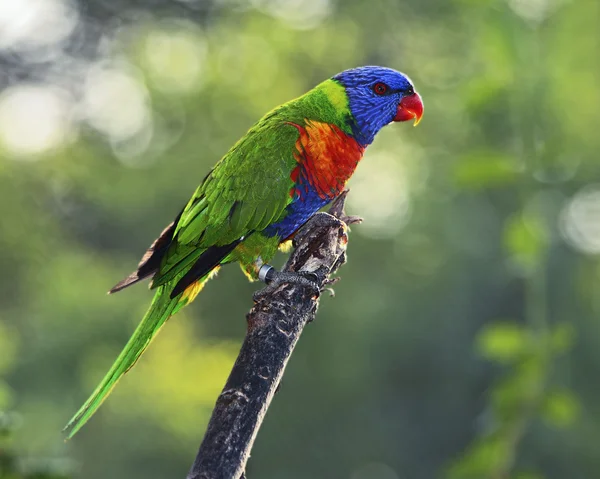 Sunset Lorikeet — Stock Photo, Image