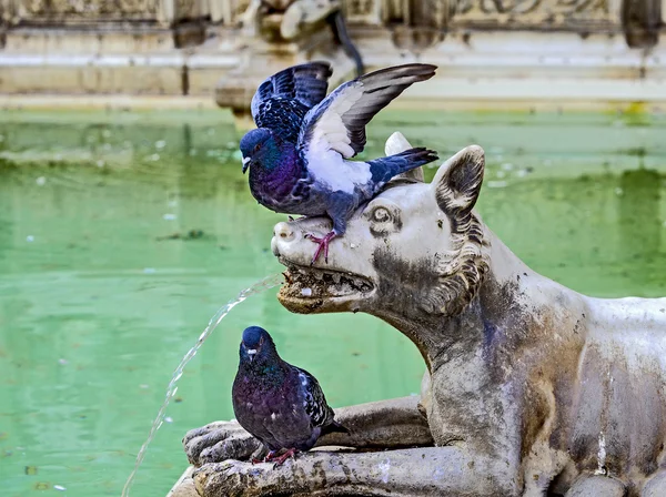 Detalle arquitectónico con palomas —  Fotos de Stock