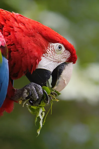 Green winged macaw — Stock Photo, Image