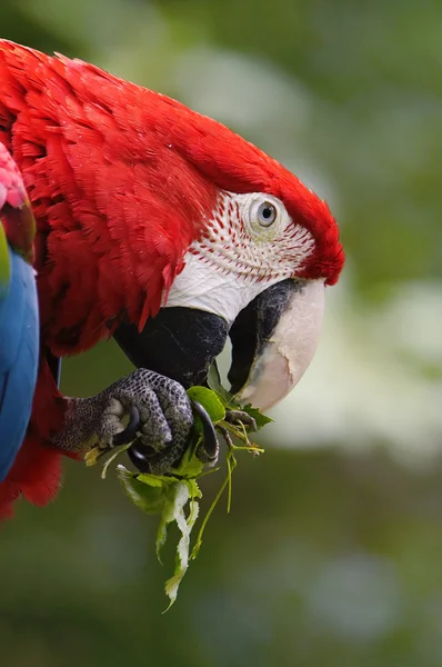 Guacamayo alado verde — Foto de Stock