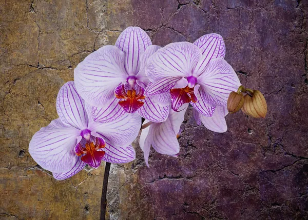 Pink and white orchid — Stock Photo, Image