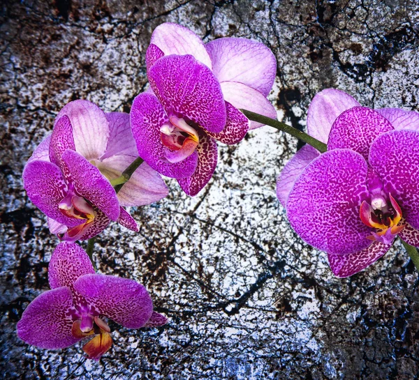 Orquídea violeta —  Fotos de Stock