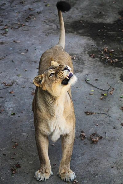 Lioness — Stock Photo, Image