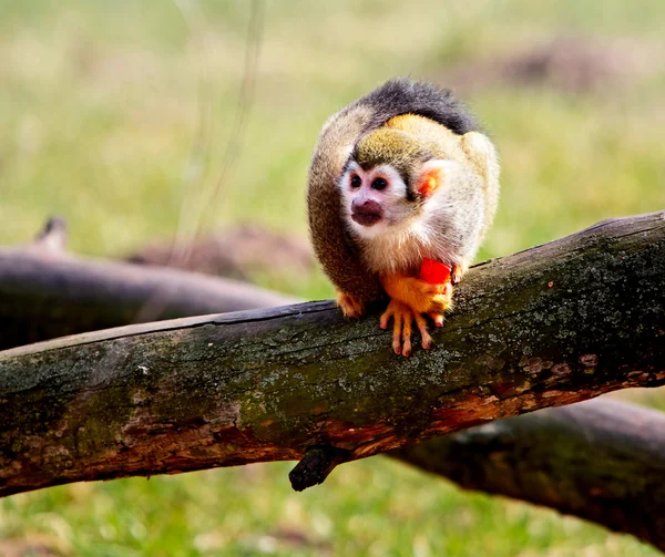 Common squirrel monkey (Saimiri sciureus) — Stock Photo, Image