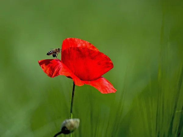 Červená corn poppy a včela — Stock fotografie