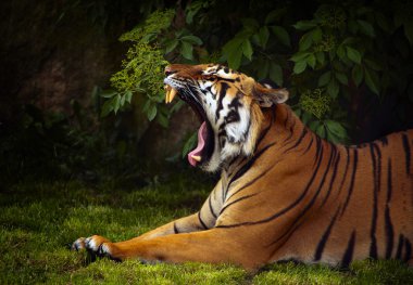 Sumatra kaplanı