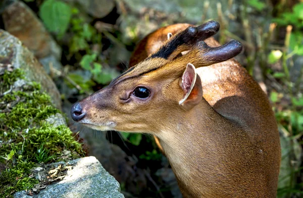 Portrait of muntjak deer — Stock Photo, Image