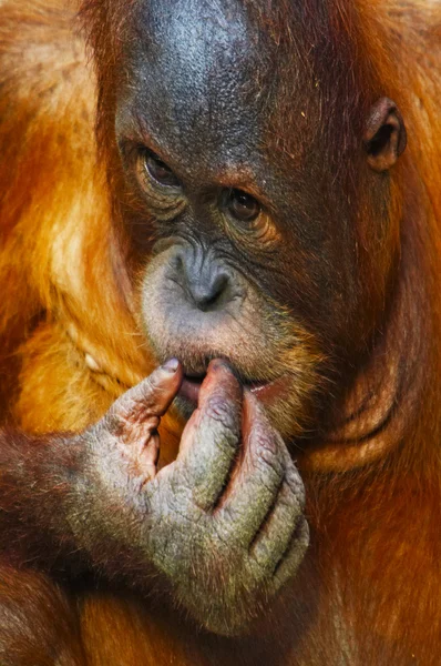 Orang-Utan — Stockfoto