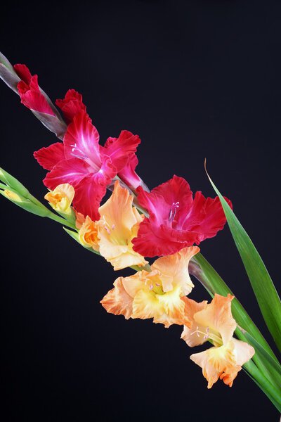 Gladiolas closeup