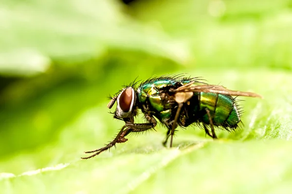 Mosca verde — Foto Stock