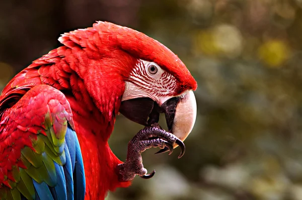 緑の翼のコンゴウインコ — ストック写真