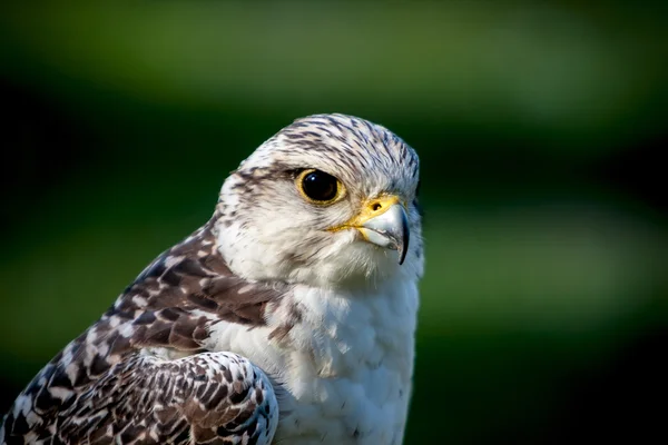 Portrait of the falcon — Stock Photo, Image
