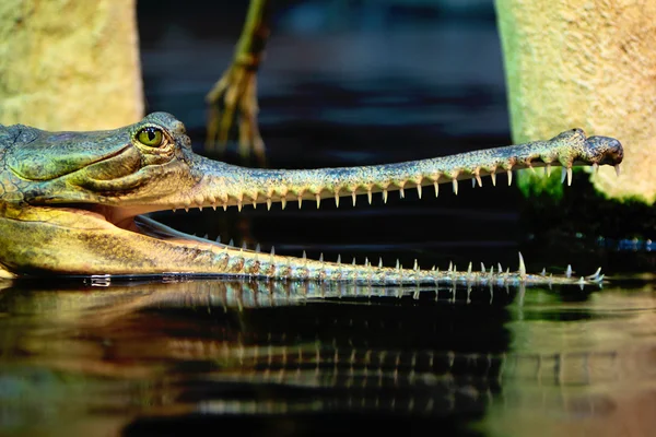 Indiase gavial — Stockfoto