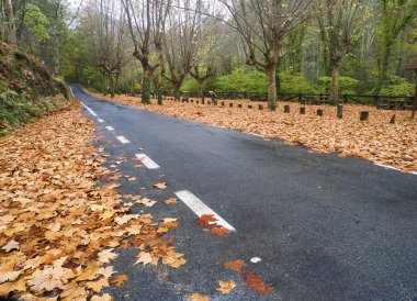 yol Güz