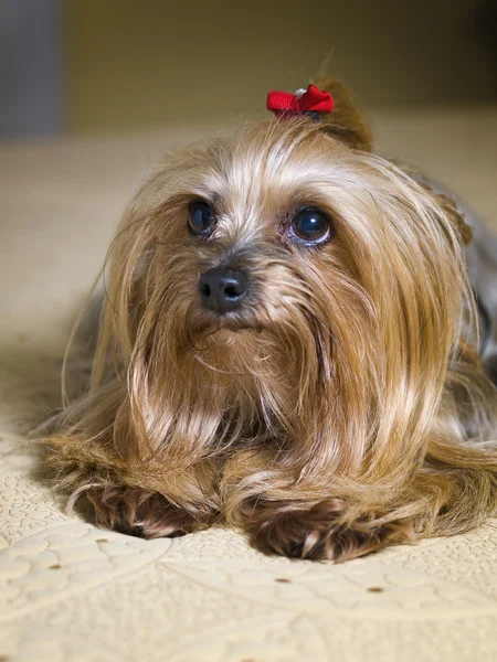 Yorkshire dog lying — Stock Photo, Image