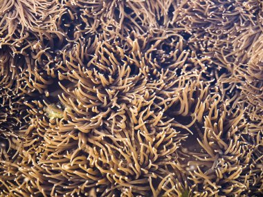 Deniz yaşamı Geçmişi