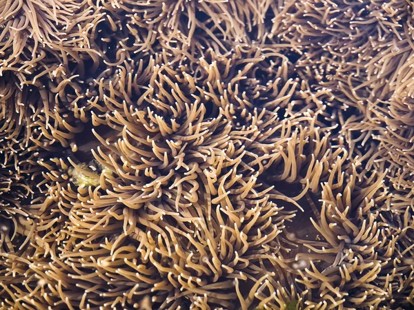 Deniz yaşamı Geçmişi