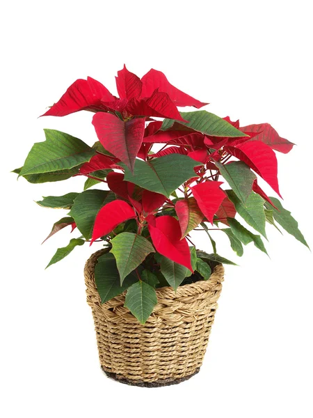 Isolated red poinsettia — Stock Photo, Image