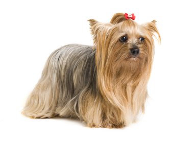 sevimli yorkshire köpek