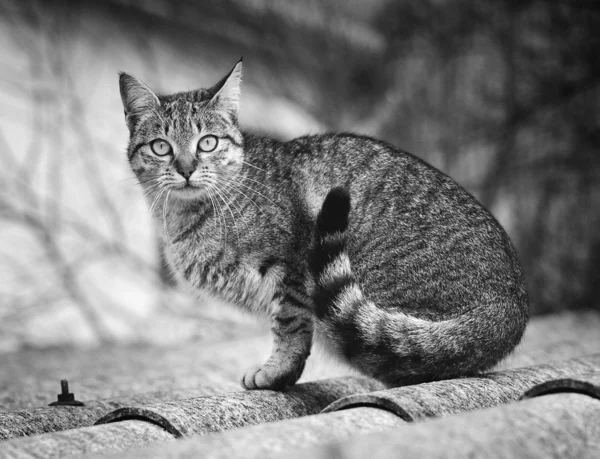 Çatıda kedi — Stok fotoğraf