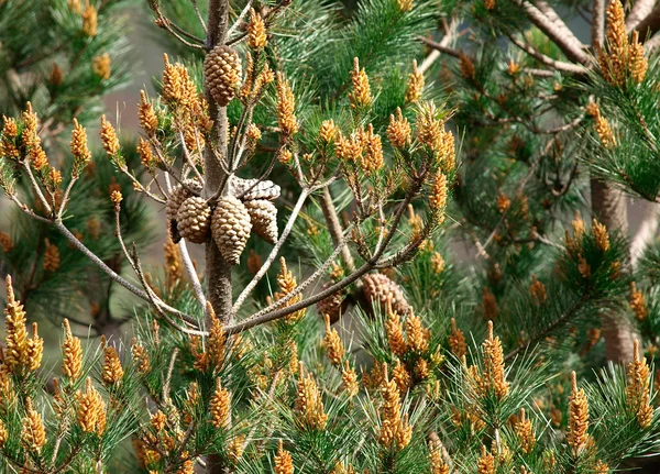 Hoja de pino y piñas — Foto de Stock