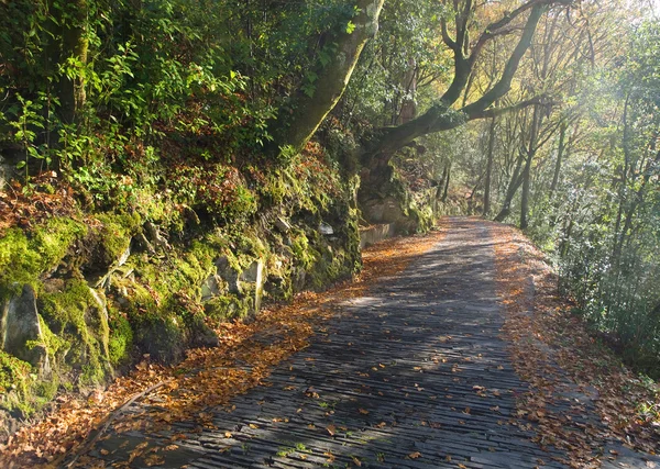 Sentier carrelé dans la forêt — Photo