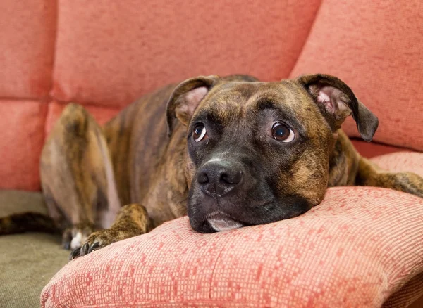 Hond liggen op een sofa — Stockfoto