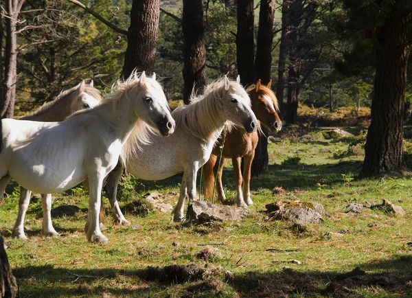 Wilde paarden — Stockfoto