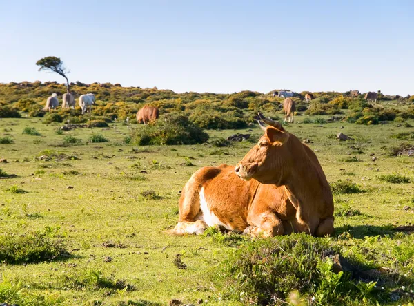 Vache couchée dans un champ — Photo