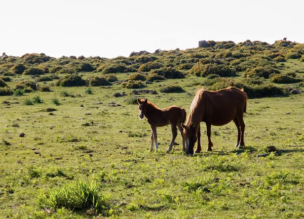 Mare en veulen in het veld — Stockfoto