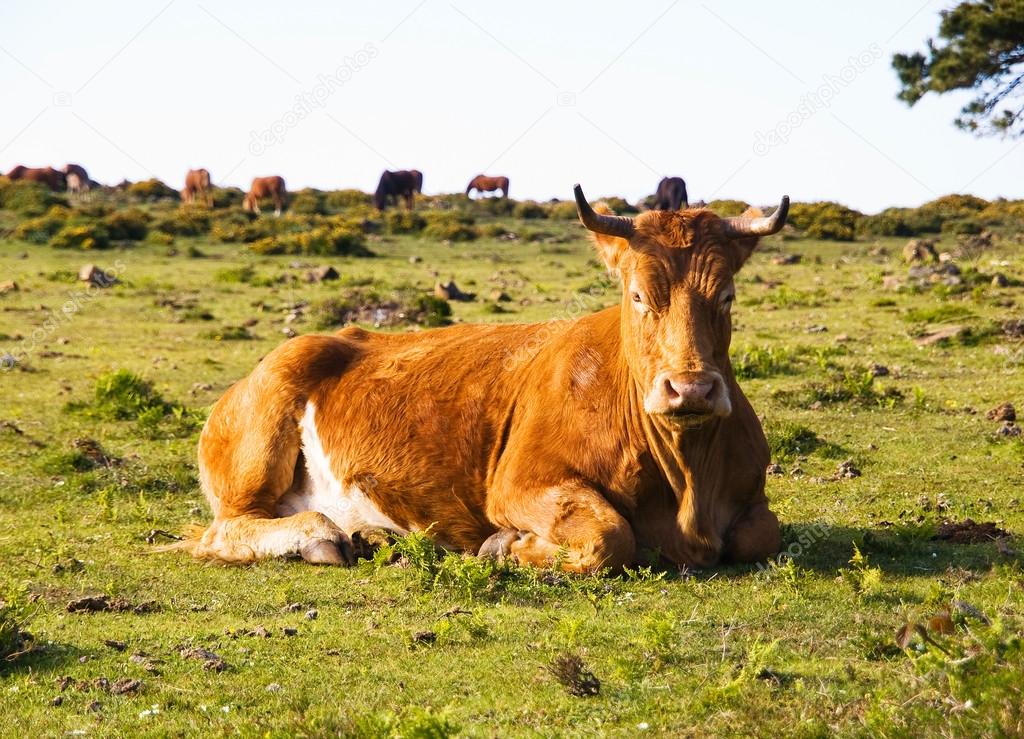 Brown cow lying in a field