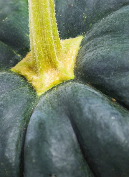 Green pumpkin macro — Stock Photo, Image