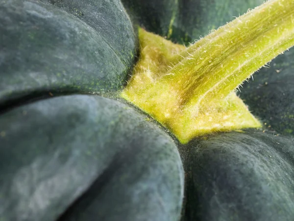 Grüner Kürbis Makro Detail — Stockfoto