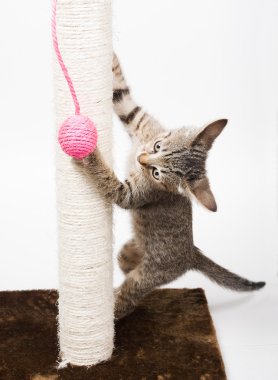 pembe bir topla oynamayı ve üzerinde beyaz izole küçük kedi