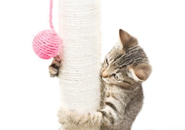 topla oynamayı küçük kedi