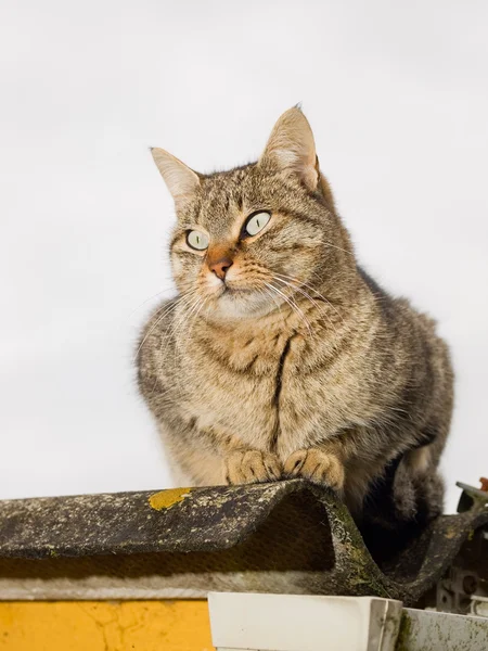 Cat portrait outdoors — Stock Photo, Image