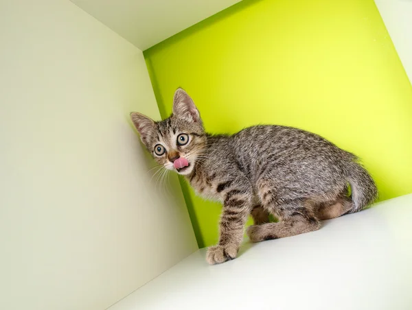 Leccare gattino — Foto Stock