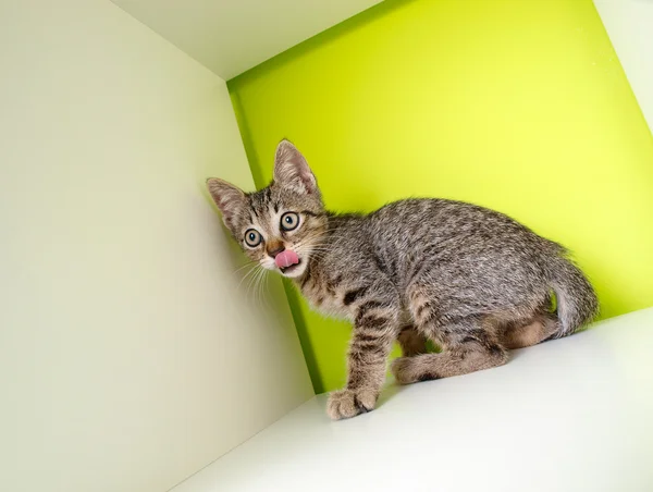 Kitten licking — Stock Photo, Image