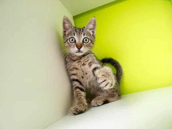 Carino piccolo gatto — Foto Stock