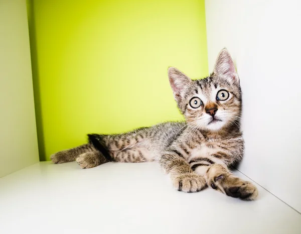 Kitten lying — Stock Photo, Image