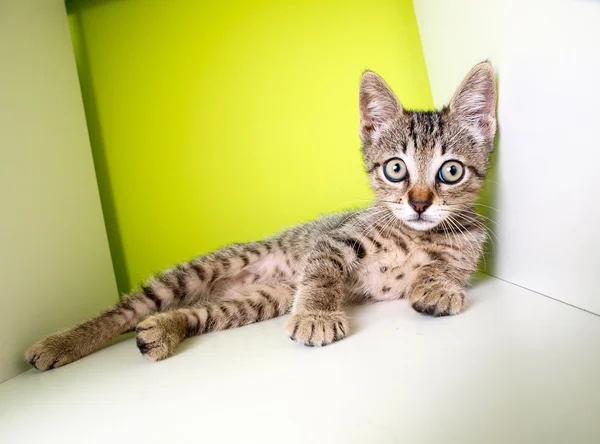 Kitten lying — Stock Photo, Image